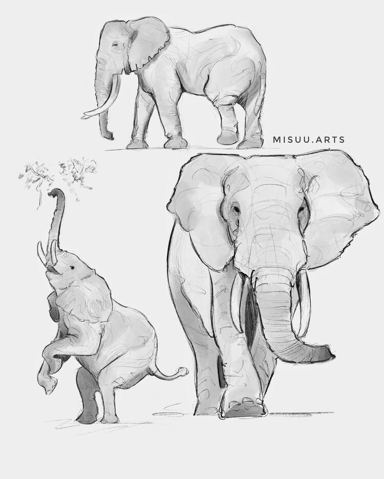 Elefant Study